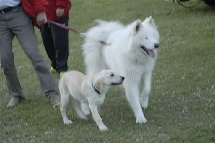 Blanding af racer *~Mille~* billede 6