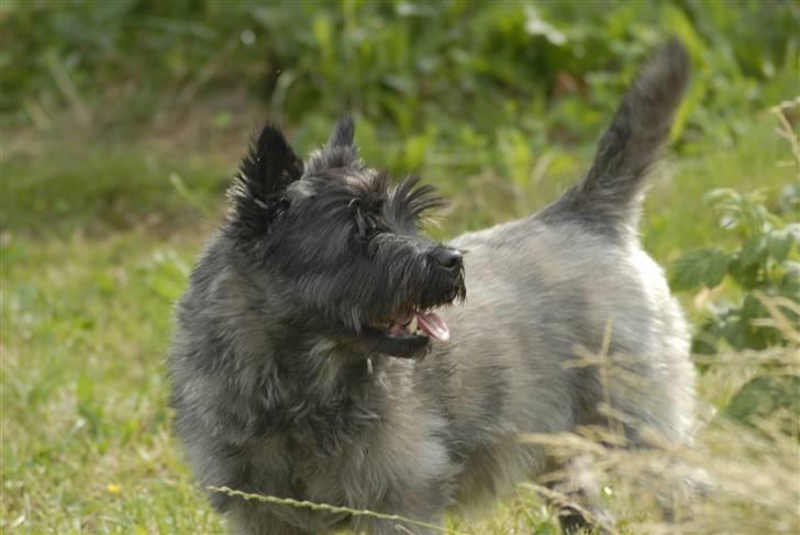 Cairn terrier ^~*#Hollger#*~^ - Hva´ er det der? billede 1