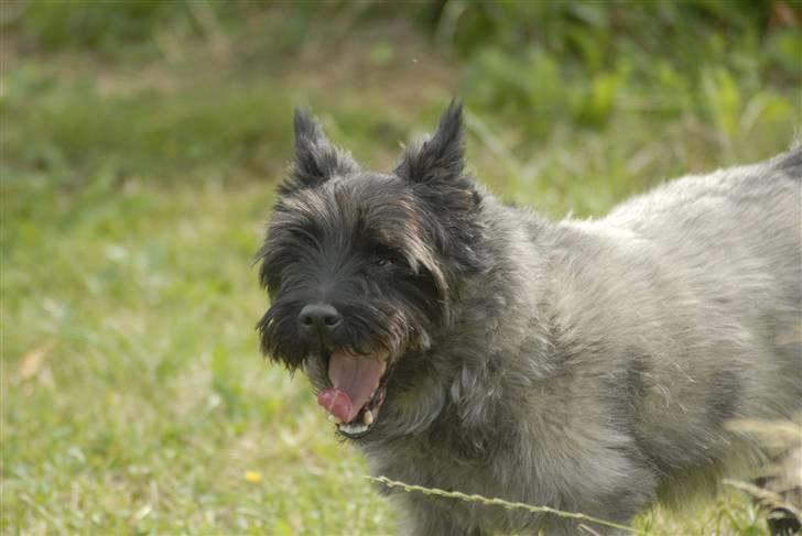Cairn terrier ^~*#Hollger#*~^ - Ja det er godt nok varmt puuuuha billede 2