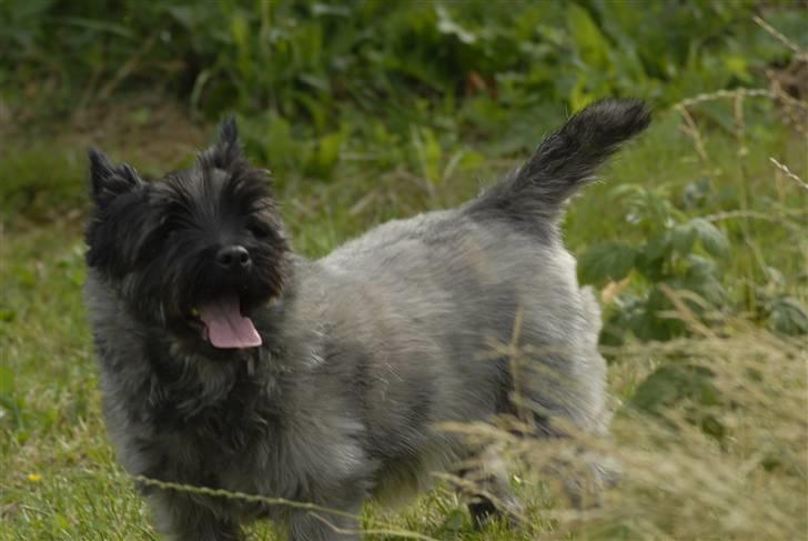 Cairn terrier ^~*#Hollger#*~^ - Nej, nej, i kan godt tro nej jeg ser ikke gammel ud vel? xD billede 3