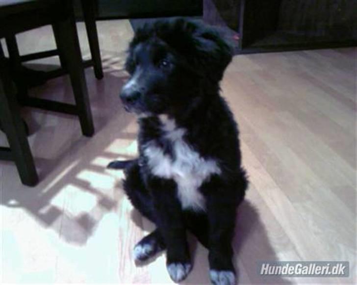 Blanding af racer Joey - Joey holder øje med Missen hele tiden billede 11