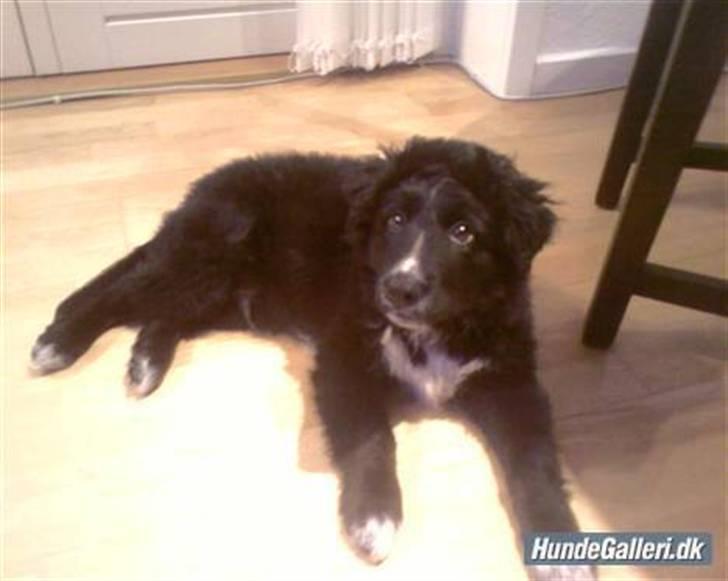 Blanding af racer Joey - Skal vi snart ud og gå?? billede 12