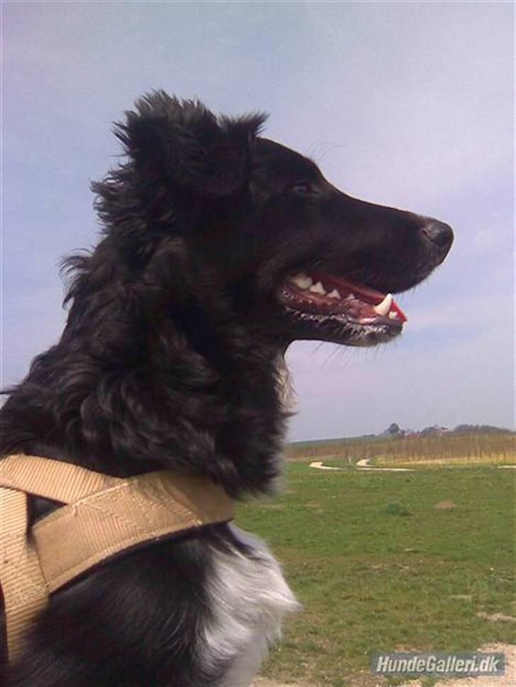 Blanding af racer Joey - Sikke nole fine bisser jeg har billede 13