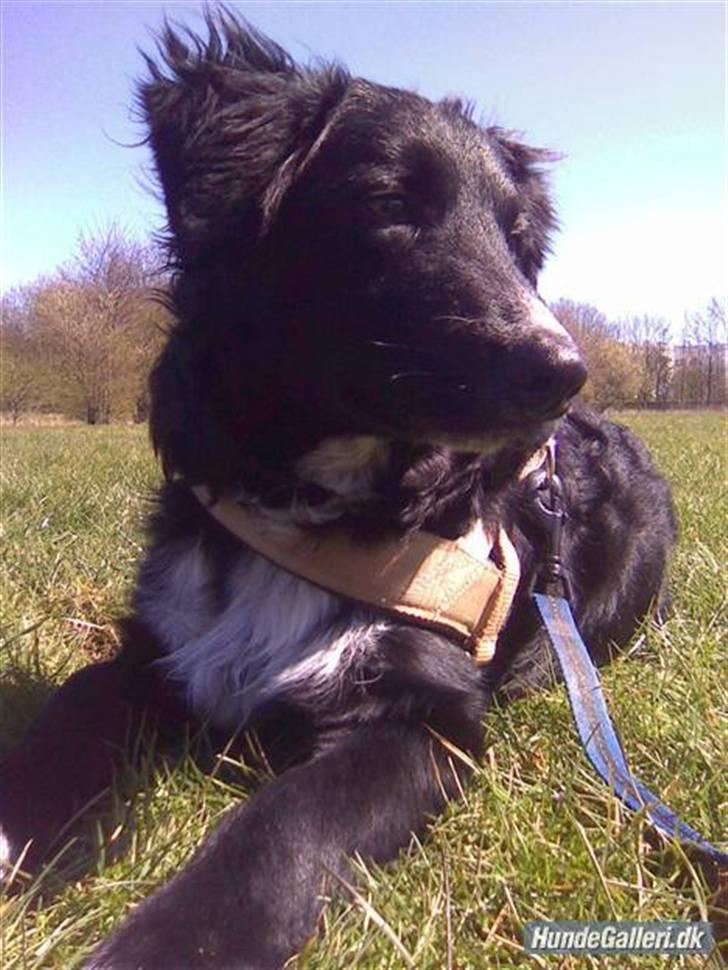 Blanding af racer Joey - Øh far skyder du snart den bold her hen billede 14