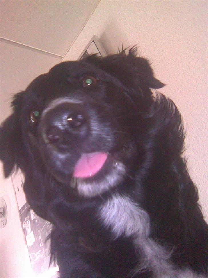 Blanding af racer Joey - Hvaaaad billede 15