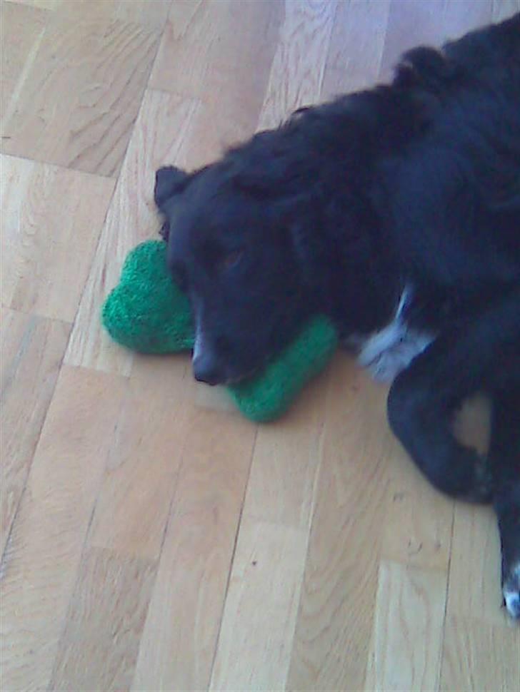 Blanding af racer Joey - Yndlingslegetøj og hovedpude billede 16