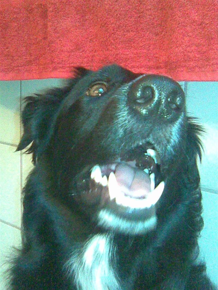 Blanding af racer Joey - Mor, har jeg noget i næsen? billede 17