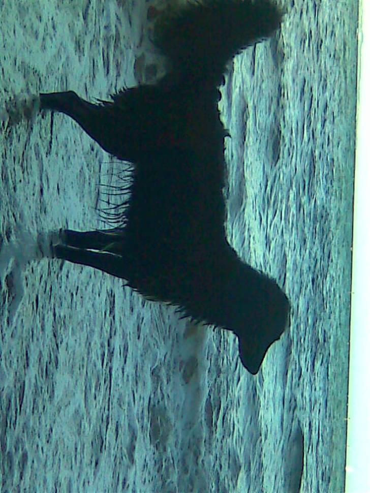 Blanding af racer Joey - Elsker stranden billede 18