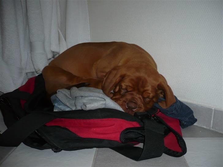 Dogue de bordeaux EstruphusDiorCristalRouge - Uhmm.. Den dufter godt af min mor.. billede 9