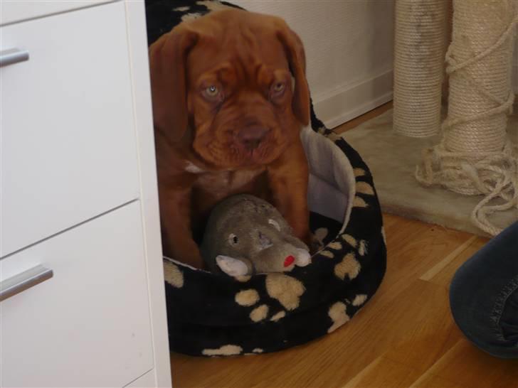 Dogue de bordeaux EstruphusDiorCristalRouge - Der går ikke lang tid, før hun ikke kan være i kattehulen længere.. billede 10