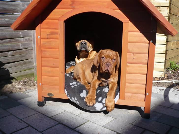 Dogue de bordeaux EstruphusDiorCristalRouge - Har endelig fået lov til at være med i hundehulen :o) billede 11