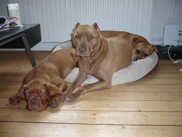 Dogue de bordeaux EstruphusDiorCristalRouge - De har altså masser af kurve, men af en eller anden grund skal de ligge sammen altid :o) billede 12