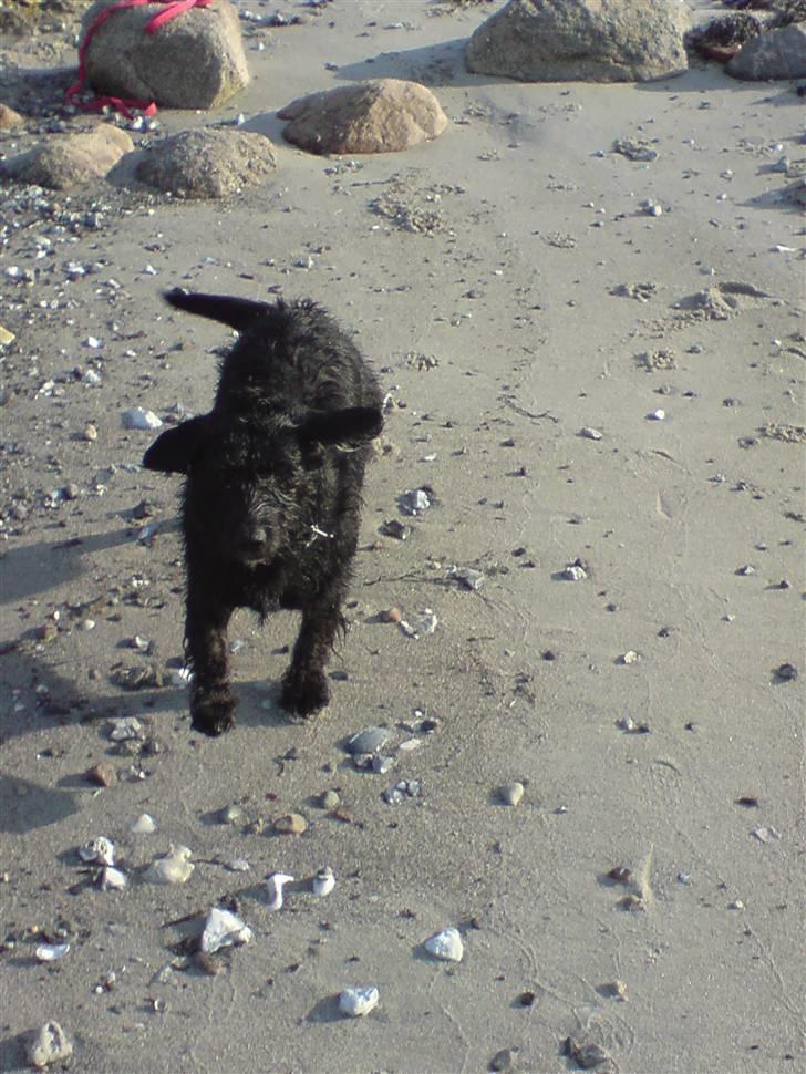 Gravhund Molly R.I.P billede 17