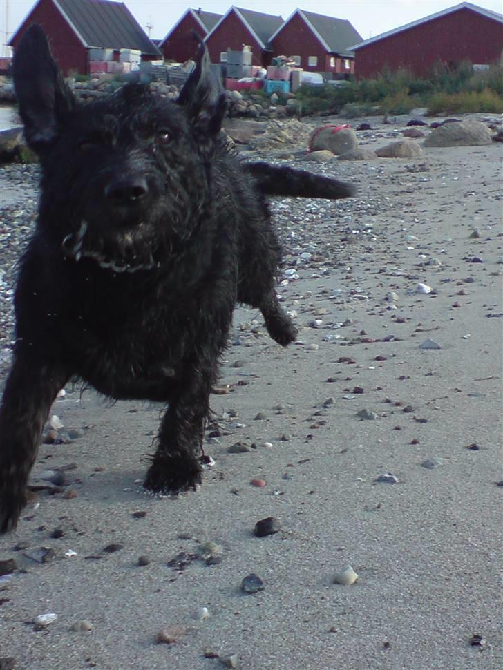 Gravhund Molly R.I.P - så grim kan min hund være når hun løber :D  billede 18