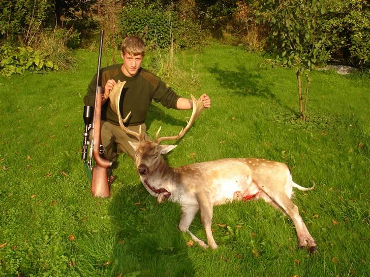 Korthåret hønsehund AIKA billede 2