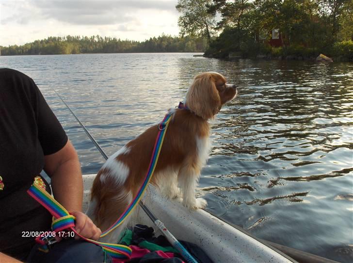 Cavalier king charles spaniel Aslan R.I.P. (Himmelhund) - jeg er da også flot i profil,ikk´ ?? billede 12