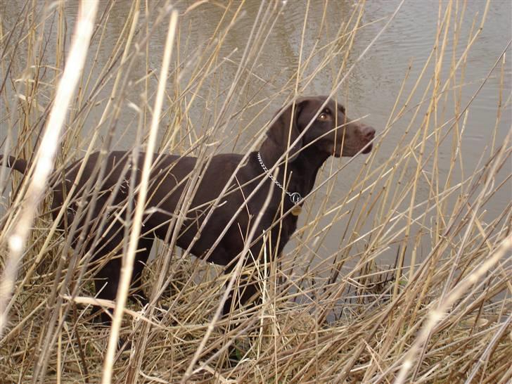 Korthåret hønsehund AIKA billede 4