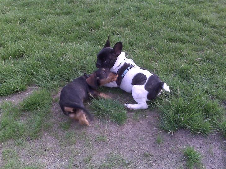 Fransk bulldog Pluto - Lege med Maude til hvalpetræning 17 uger. billede 15