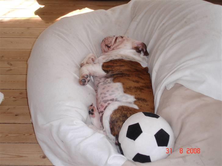 Engelsk bulldog Bacon - Bellis..-den lill nye prinsesse... billede 14