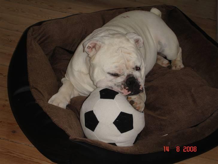 Engelsk bulldog Bacon - Min fodbold... billede 15