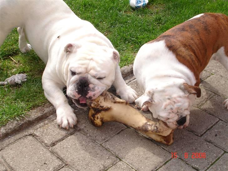 Engelsk bulldog Bacon - Ren hygge... billede 16