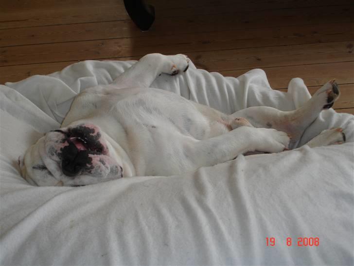 Engelsk bulldog Bacon - Det er hårdt at have fået en lillesøster... billede 17