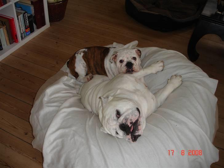 Engelsk bulldog Bacon - Det er bedst at sove på Bacon;-) billede 18