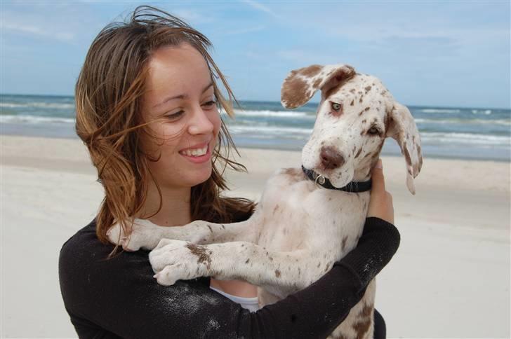 Grand danois Liva - 10 juli Liva 9 uger gammel billede 1