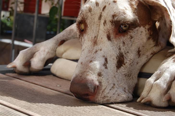 Grand danois Liva - 19 August 2009 billede 2