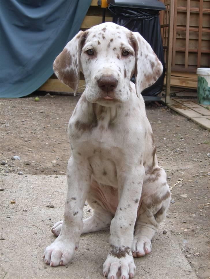 Grand danois Liva billede 3