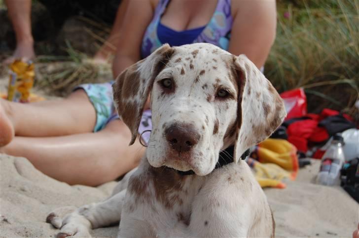 Grand danois Liva - 9. juli Liva 9 uger gammel billede 5