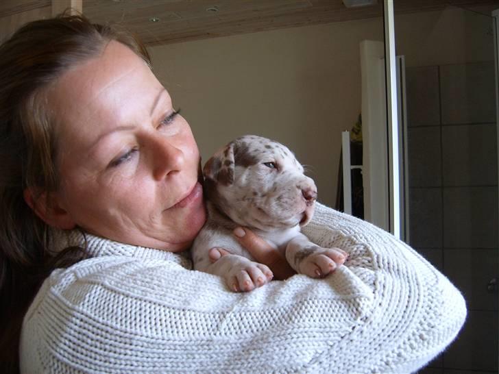 Grand danois Liva - kærlighed vedførste blik.... Liva 3 uger gammel billede 6