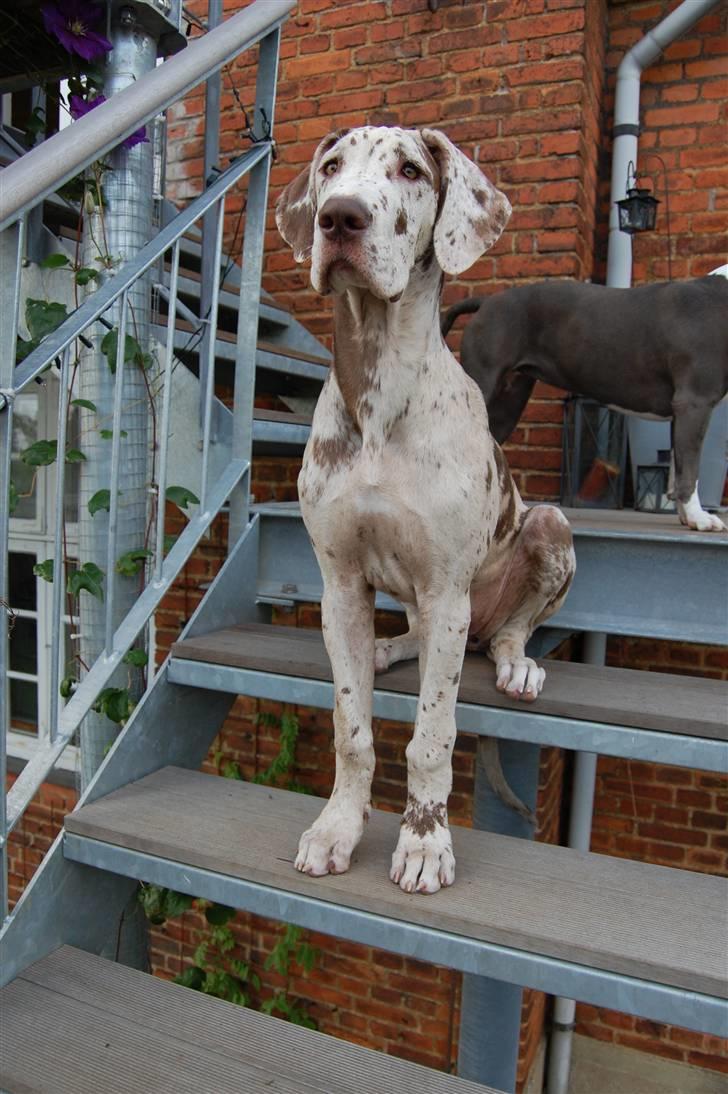 Grand danois Liva - 10 sept 2008  Liva 4 mdr. billede 7