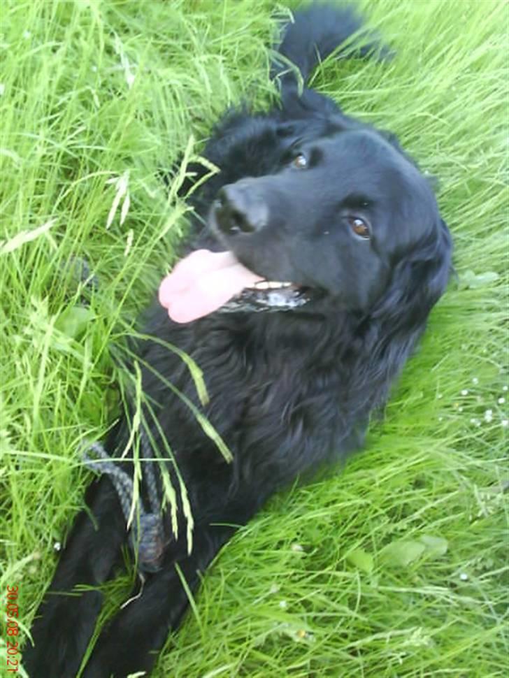 Hovawart Gizmo (HofJoy) R.I.P. - Sommerbilleder (: billede 16