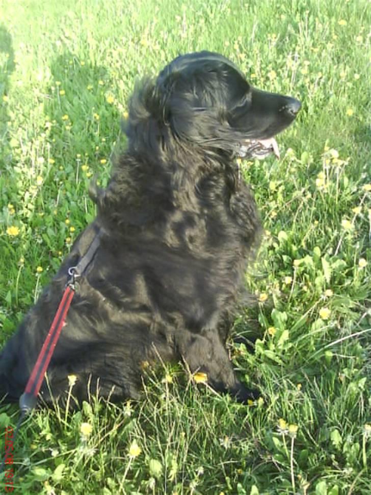 Hovawart Gizmo (HofJoy) R.I.P. - Sommerbilleder (: billede 17