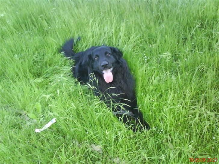 Hovawart Gizmo (HofJoy) R.I.P. - Sommerbilleder (: billede 18