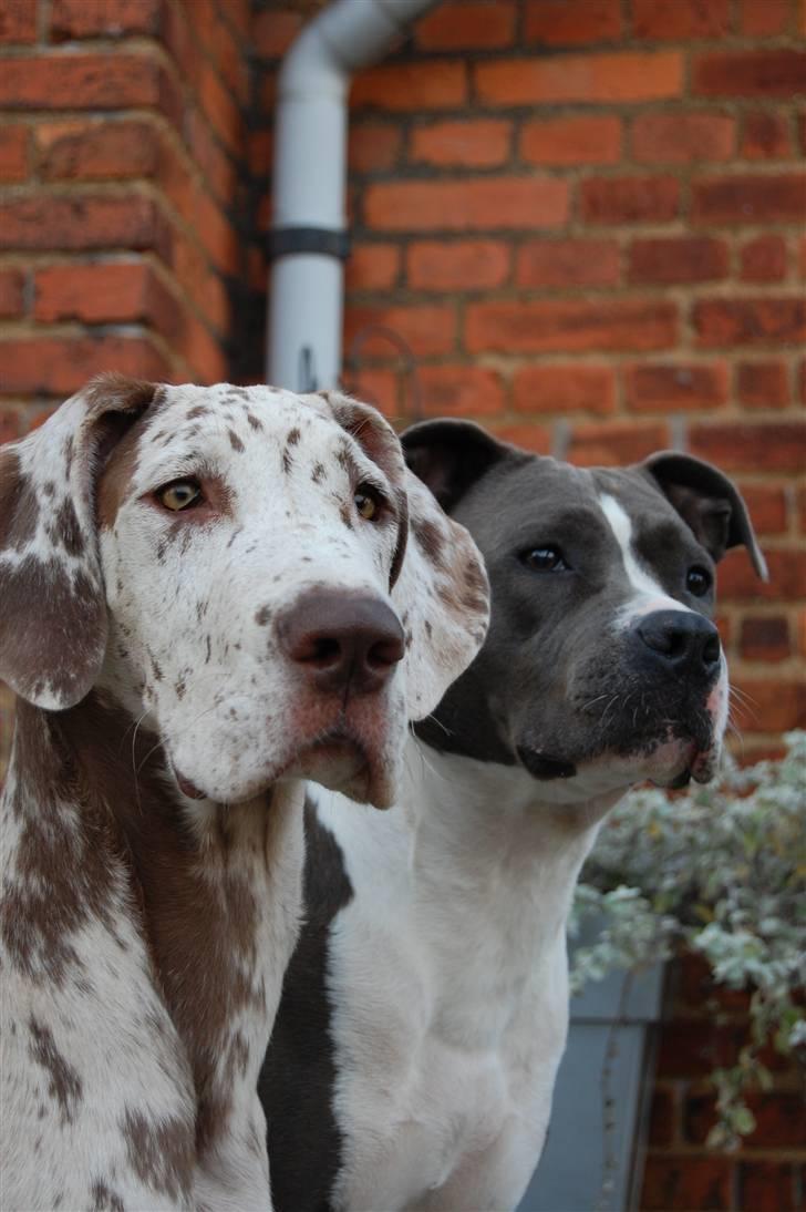 Grand danois Liva - Liva s babysitter, mentor,og sutteklud ( de er uadskillelige )  billede 8