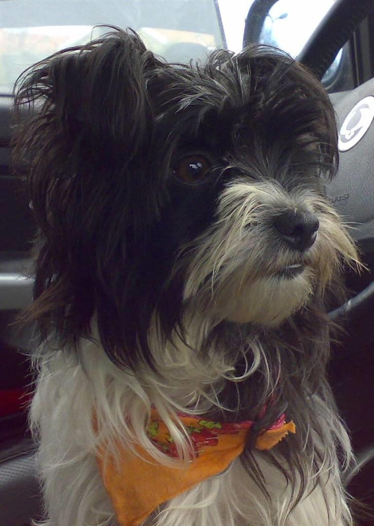 Biewer yorkshire terrier Smilla <3 billede 1