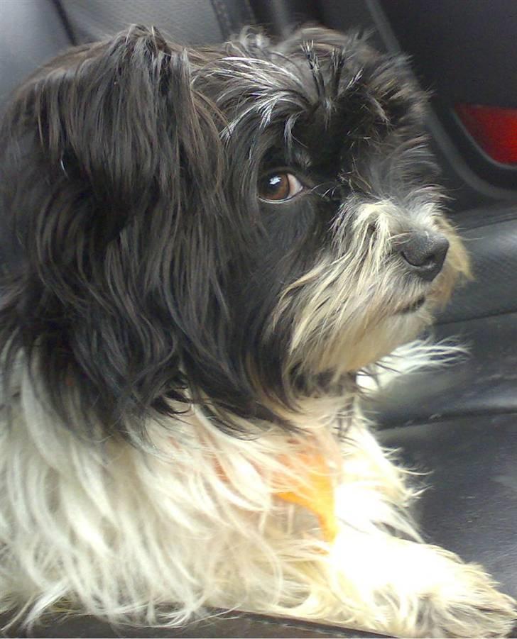 Biewer yorkshire terrier Smilla <3 billede 2