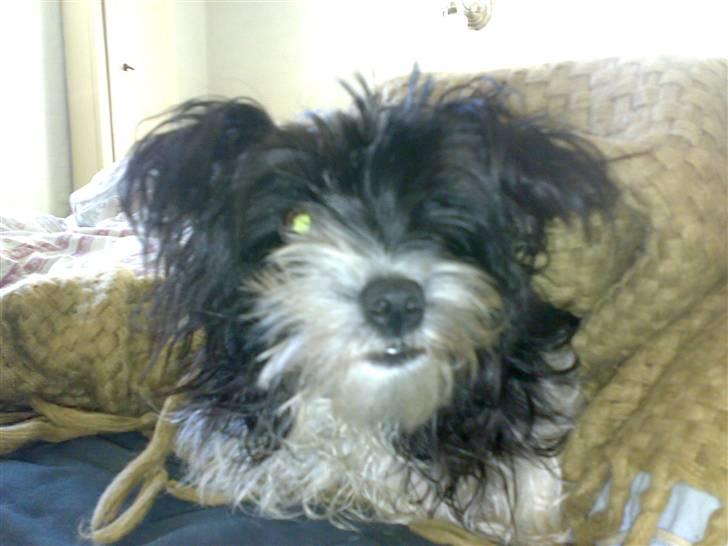 Biewer yorkshire terrier Smilla <3 billede 3