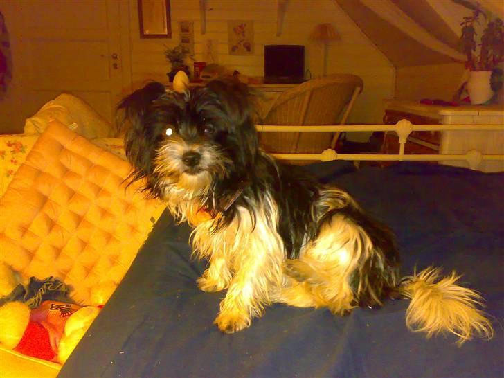 Biewer yorkshire terrier Smilla <3 billede 4