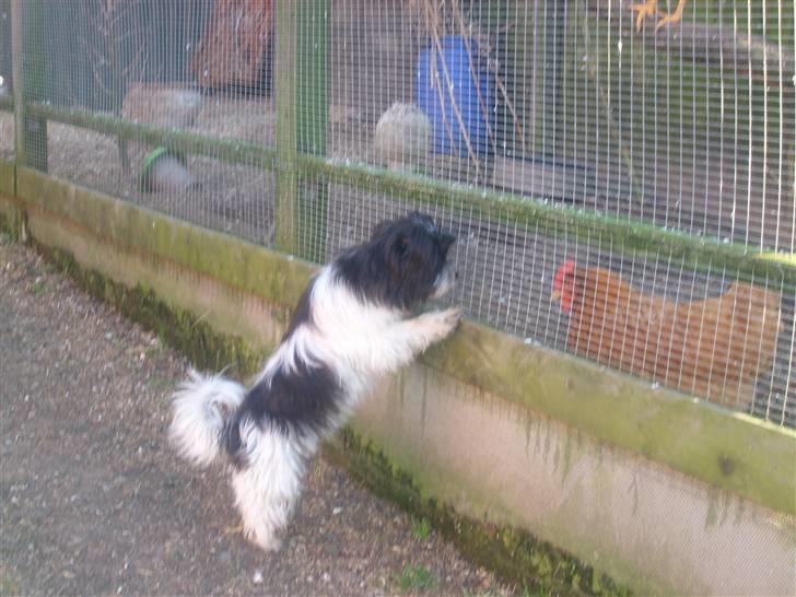 Biewer yorkshire terrier Smilla <3 billede 5