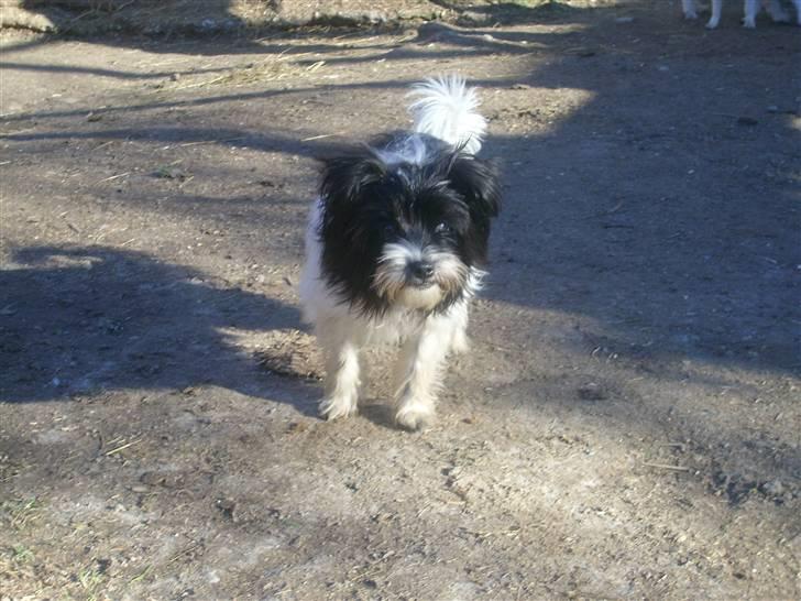 Biewer yorkshire terrier Smilla <3 billede 6