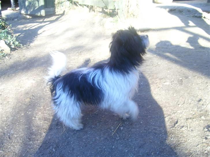 Biewer yorkshire terrier Smilla <3 billede 7