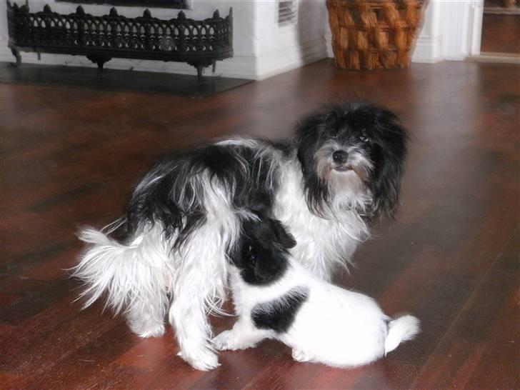 Biewer yorkshire terrier Smilla <3 billede 8