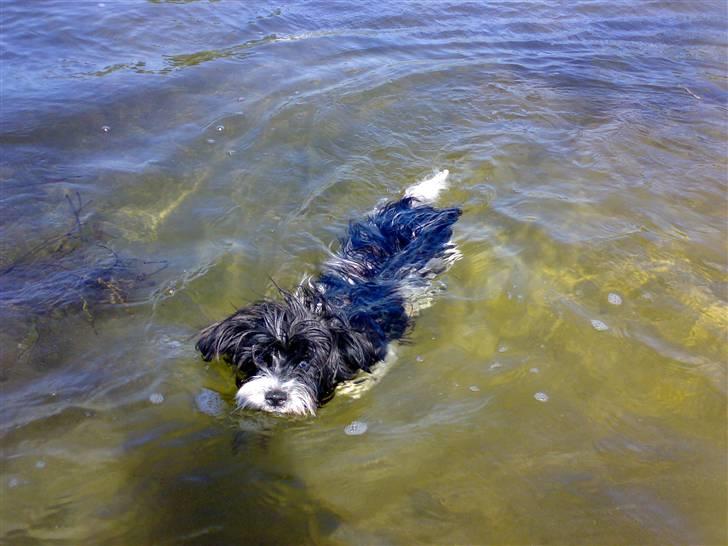 Biewer yorkshire terrier Smilla <3 billede 9