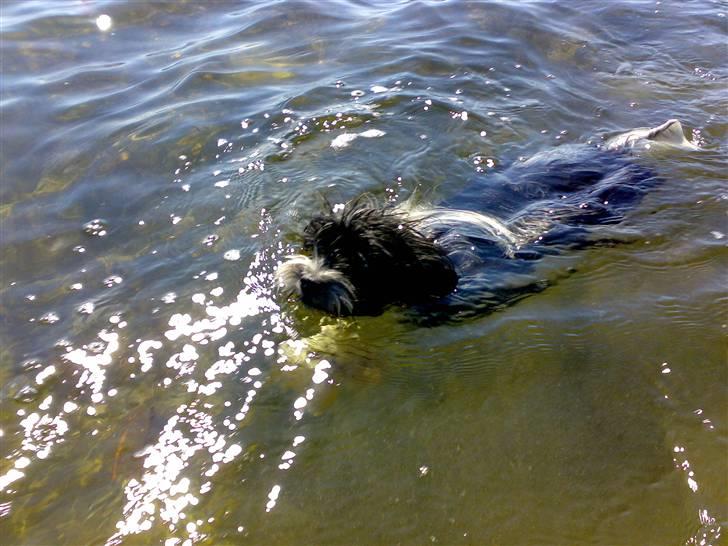 Biewer yorkshire terrier Smilla <3 billede 10