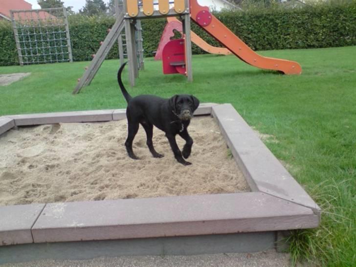 Blanding af racer Leopold - Leopold <3 billede 1