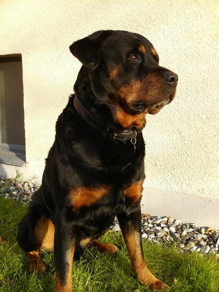 Rottweiler Ian *R.I.P. '08* billede 1