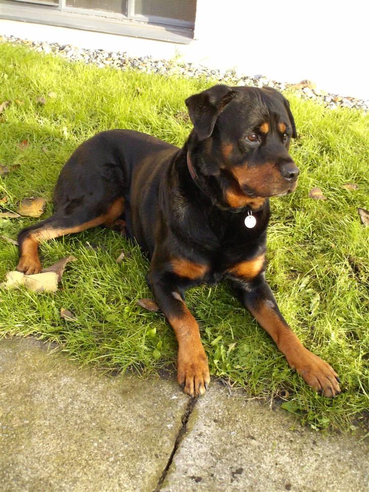 Rottweiler Ian *R.I.P. '08* billede 2